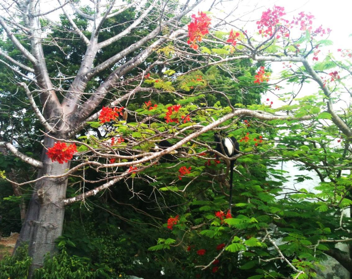 Diani Beachalets Dış mekan fotoğraf